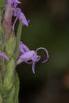 Chapman's blazing star